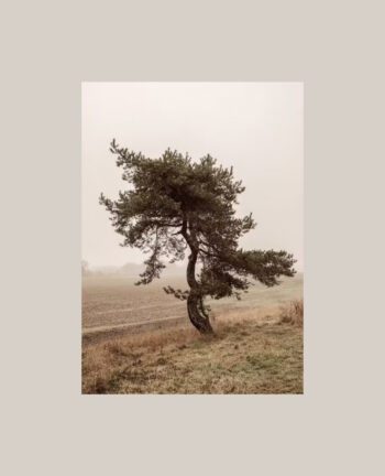 Poster Moody Tree, 30x40
