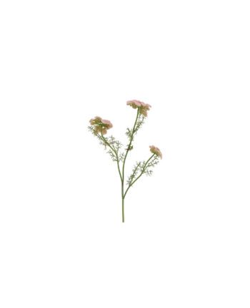 Ammi Majus rose, l70