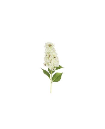 Rispenhortensie, weiss