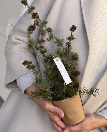 Willkommen Zedernbäumchen