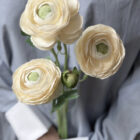 Bouquet Ranunkel Crème Bouquet Ranunkel Crème