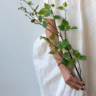 Birkenzweig Birkenzweig